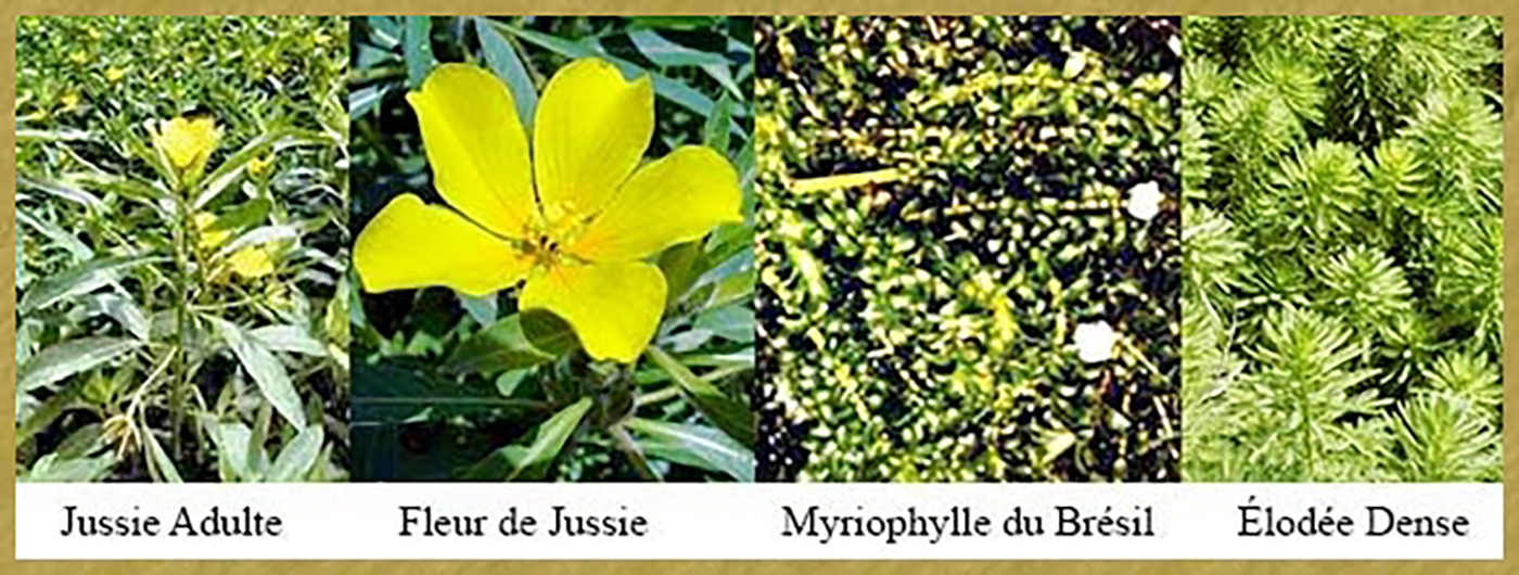Jussie – Fleur – Myriophylle – Elodée -- Histoire de Glénac Jussie
